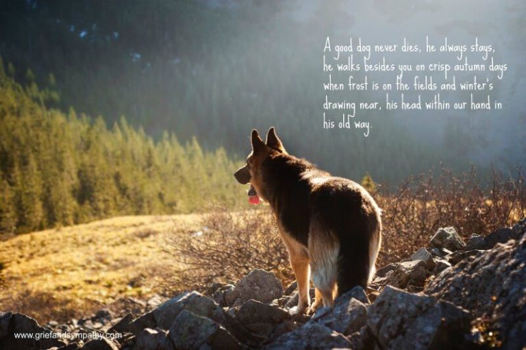 Best poems about losing a loved dog